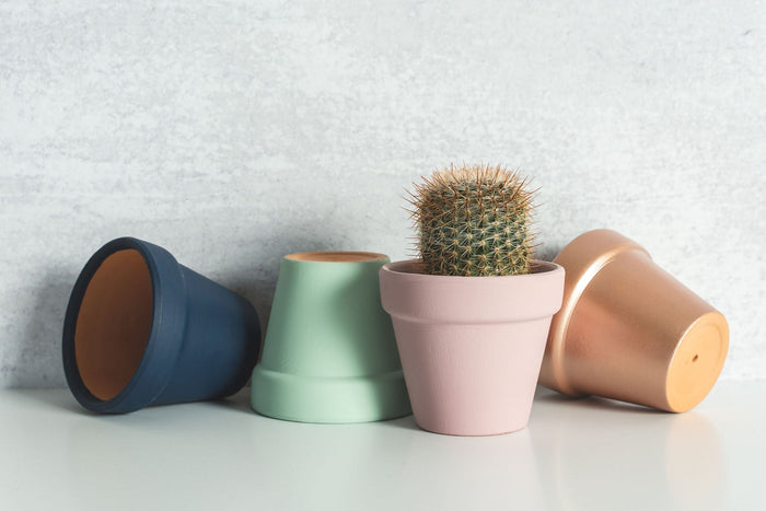 Grow Through Gift Box