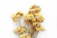 Yellow Yarrow