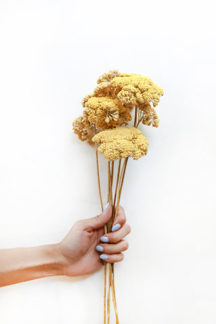 Yellow Yarrow