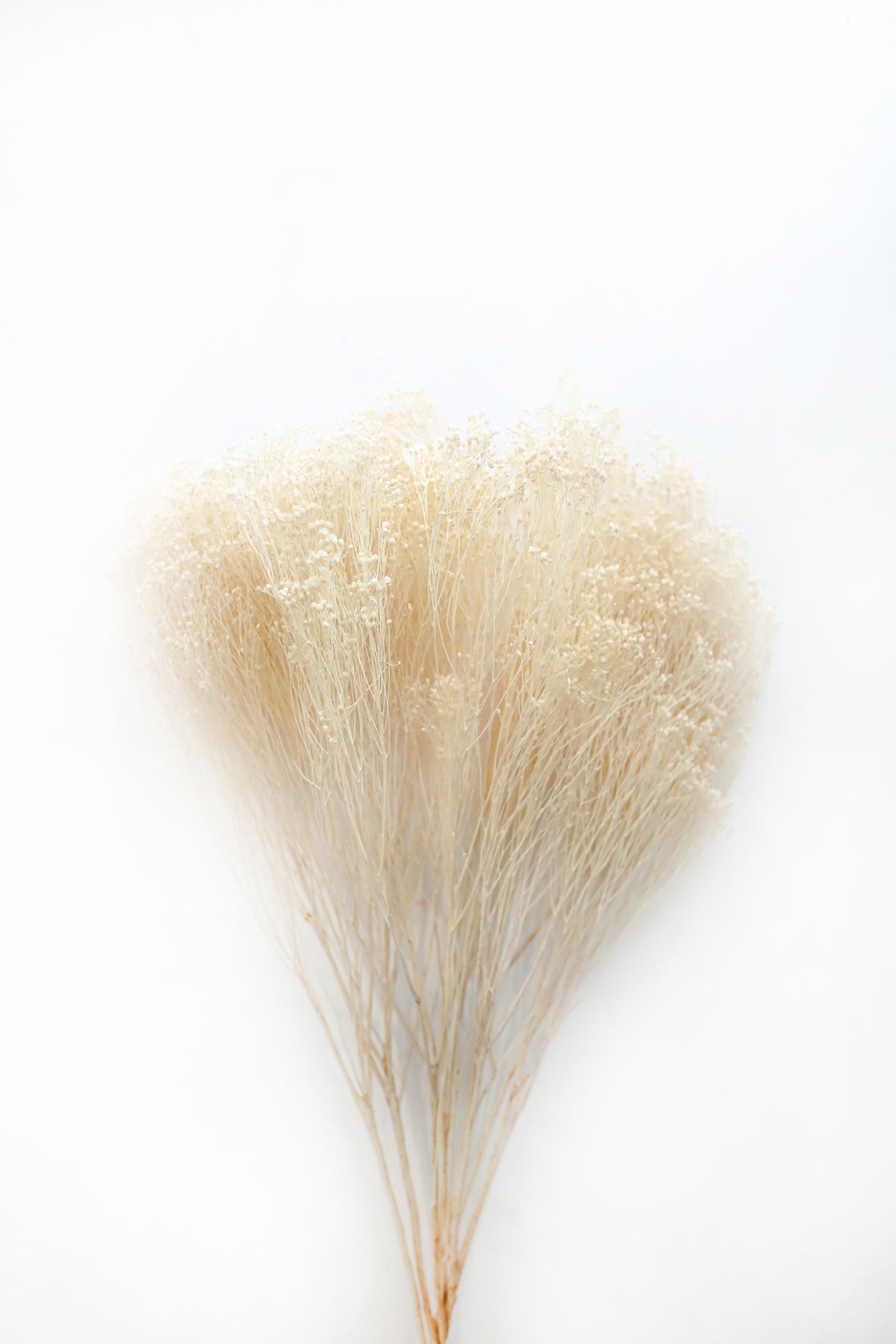 Bleached Broom Bloom