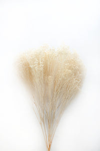 Bleached Broom Bloom