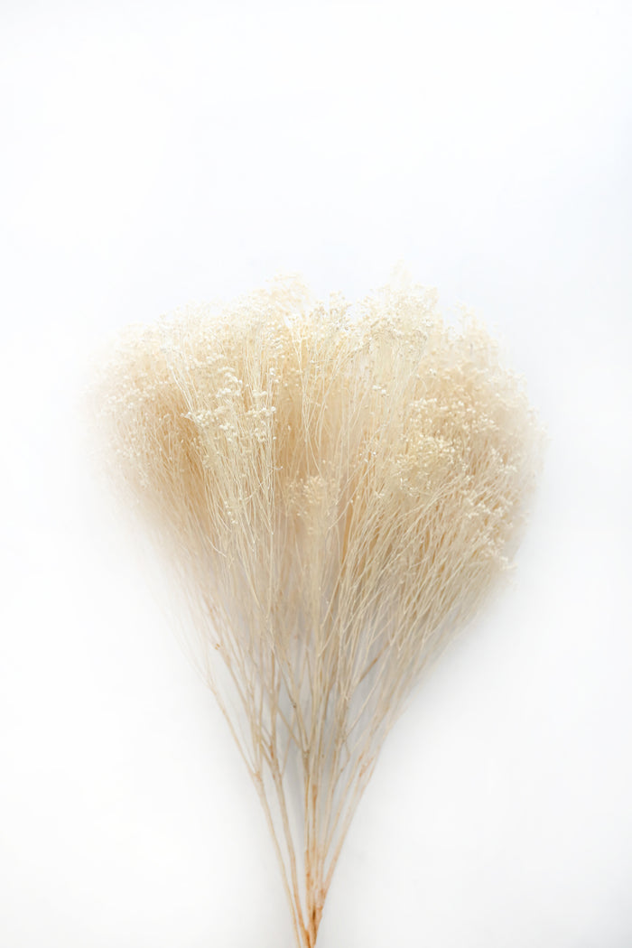 Bleached Broom Bloom