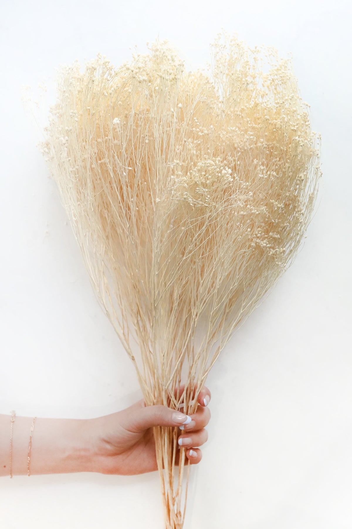 Bleached Broom Bloom