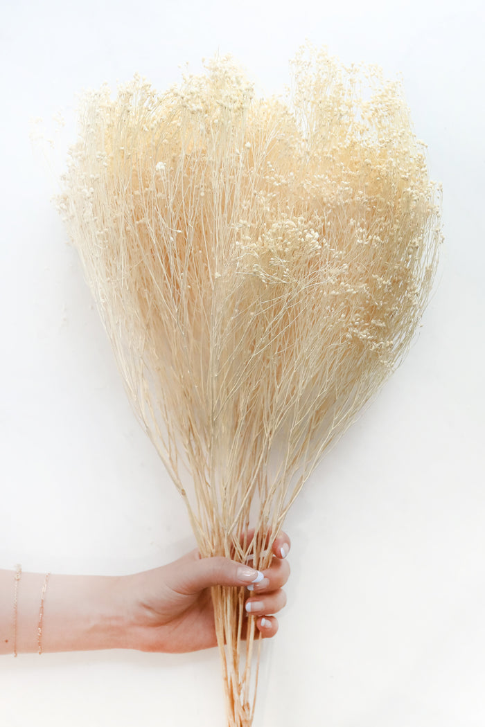 Bleached Broom Bloom
