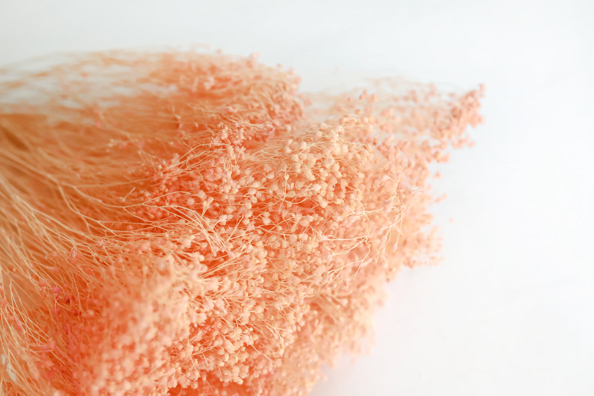 Peach Broom Bloom