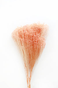 Peach Broom Bloom