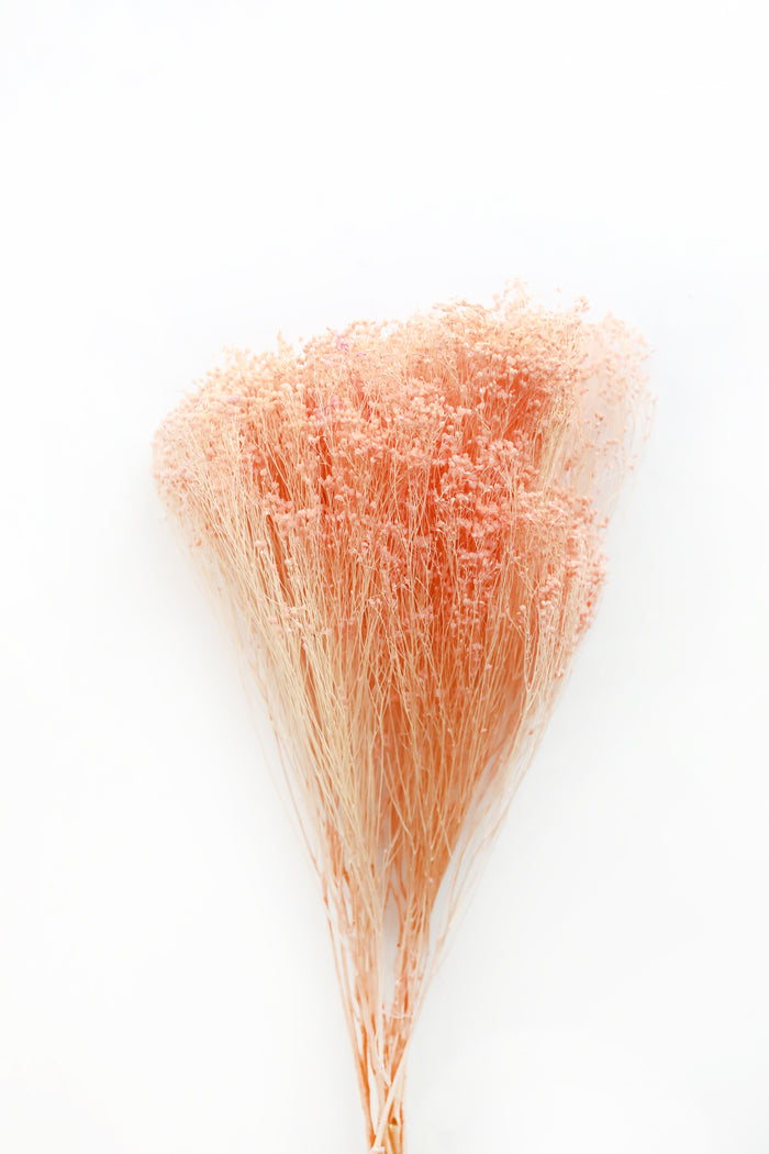 Peach Broom Bloom