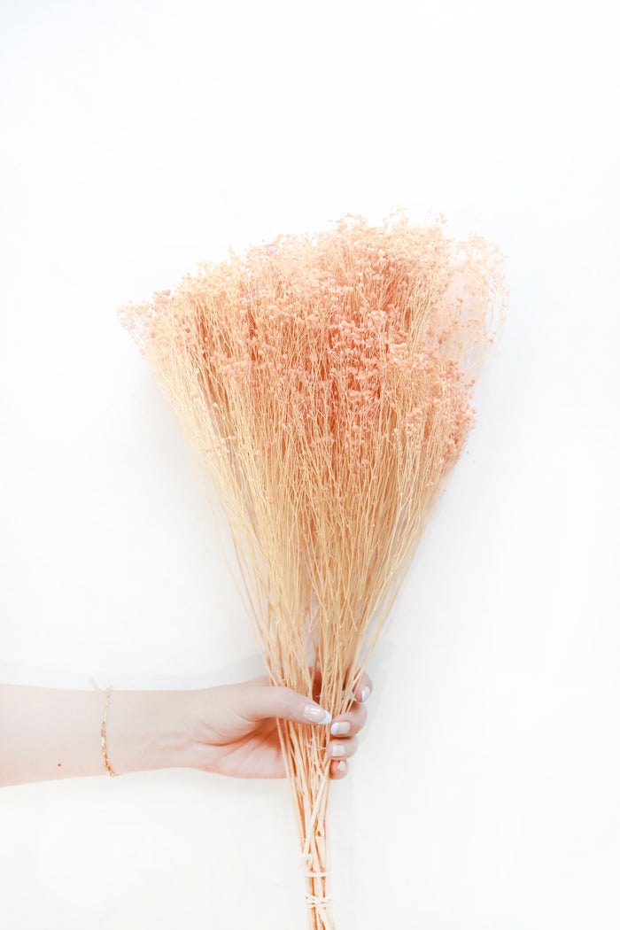 Peach Broom Bloom