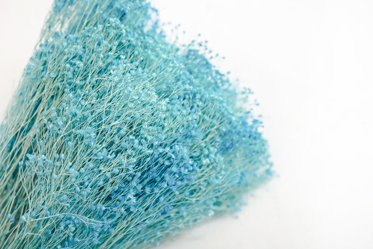 Aqua Broom Bloom