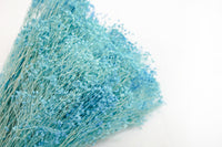 Aqua Broom Bloom