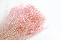 Pink Broom Bloom