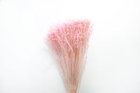 Pink Broom Bloom