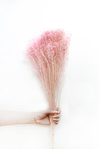 Pink Broom Bloom