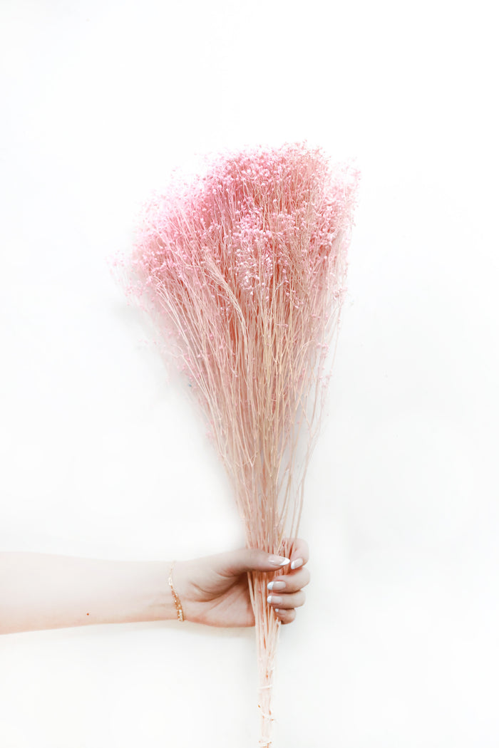 Pink Broom Bloom