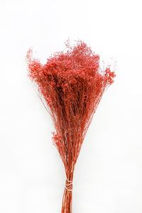 Rose Broom Bloom