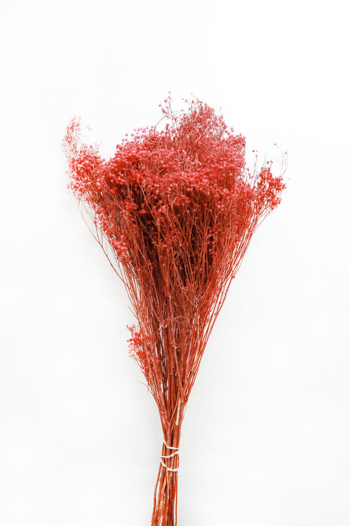 Rose Broom Bloom
