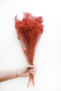 Rose Broom Bloom