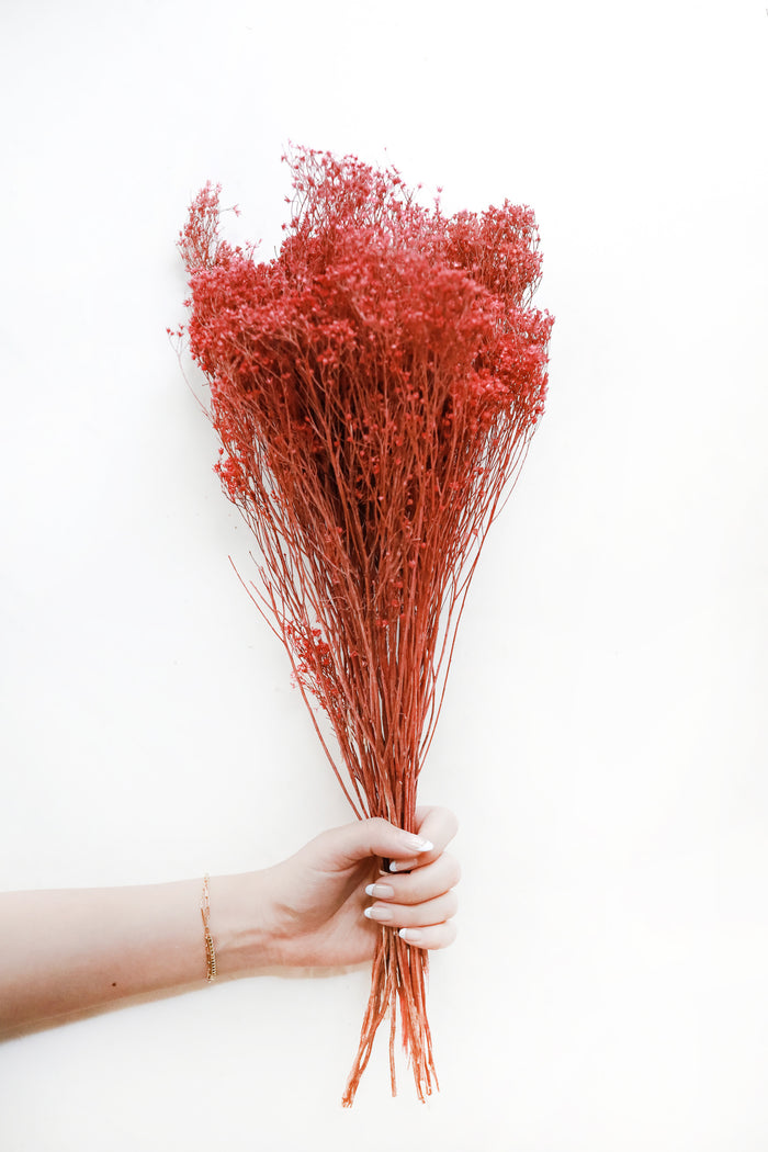 Rose Broom Bloom
