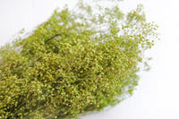 Light Green Stardust