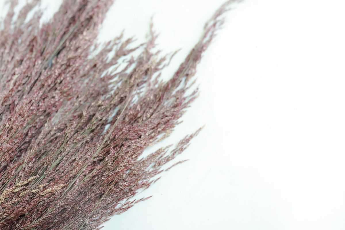 Ruby Silk Grass