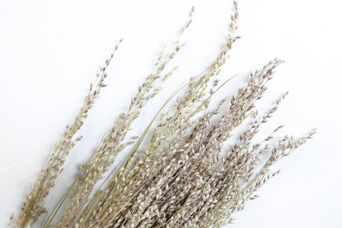 Canary Grass