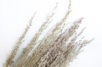 Canary Grass