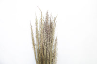 Canary Grass