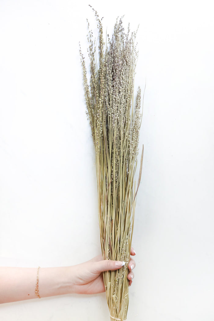 Canary Grass