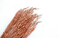 Burnt Orange Canary Grass