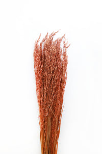 Burnt Orange Canary Grass