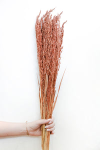 Burnt Orange Canary Grass