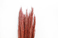 Plume Reed Grass