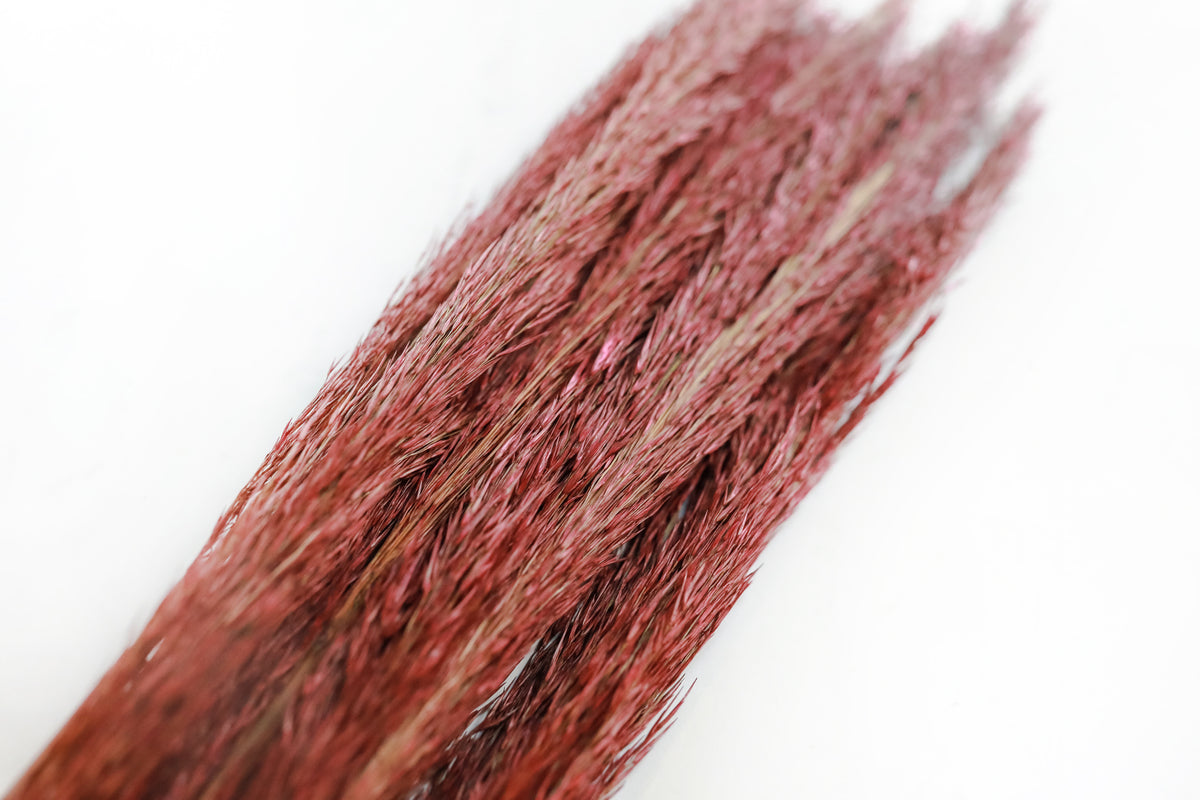 Plume Reed Grass