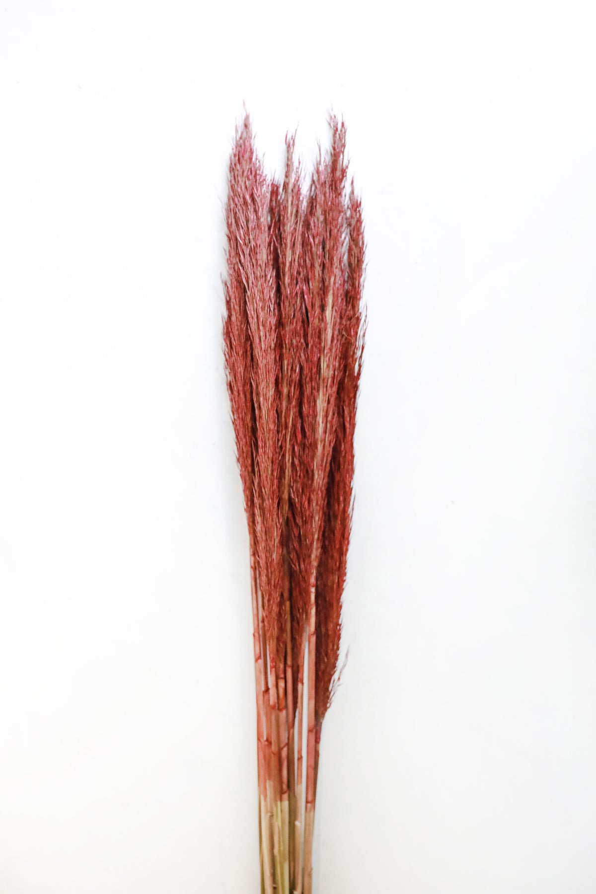 Plume Reed Grass