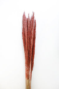 Plume Reed Grass