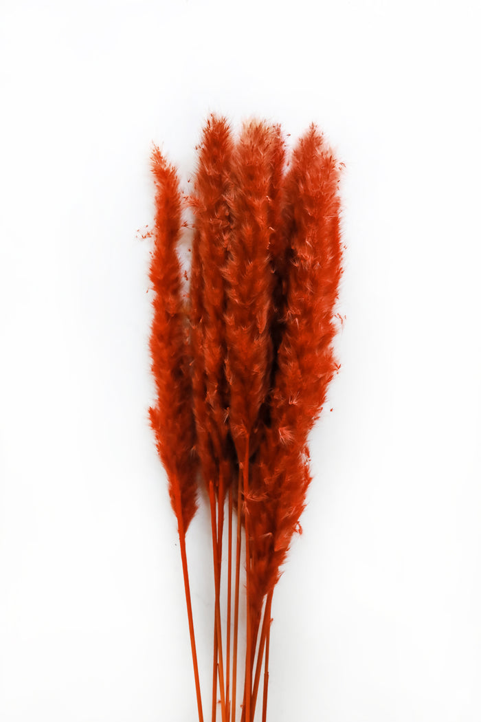 Burnt Orange Skinny Pampas Grass