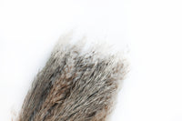 Fluffy Grey Pampas Grass