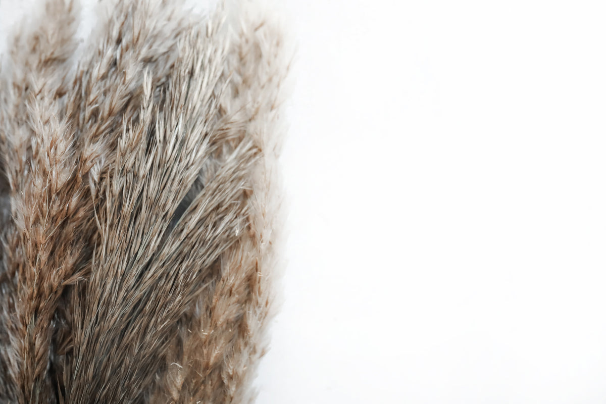 Fluffy Grey Pampas Grass