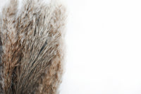 Fluffy Grey Pampas Grass