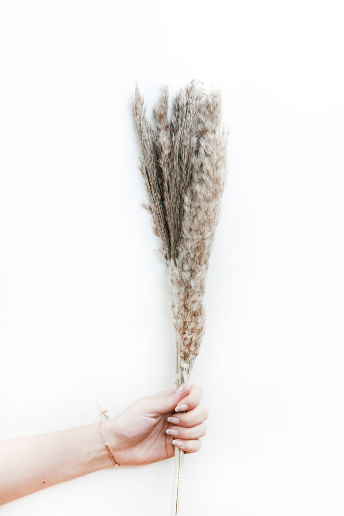 Fluffy Grey Pampas Grass