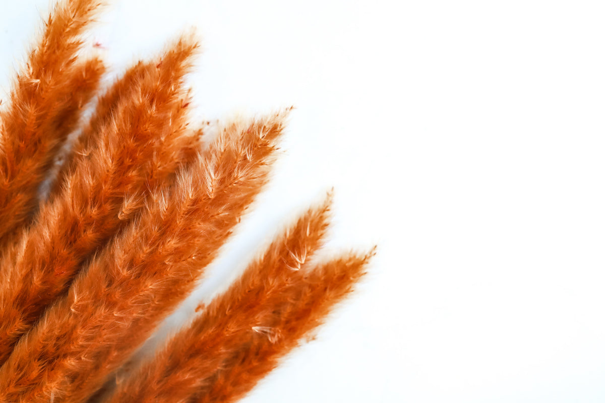 Burnt Orange Skinny Pampas Grass
