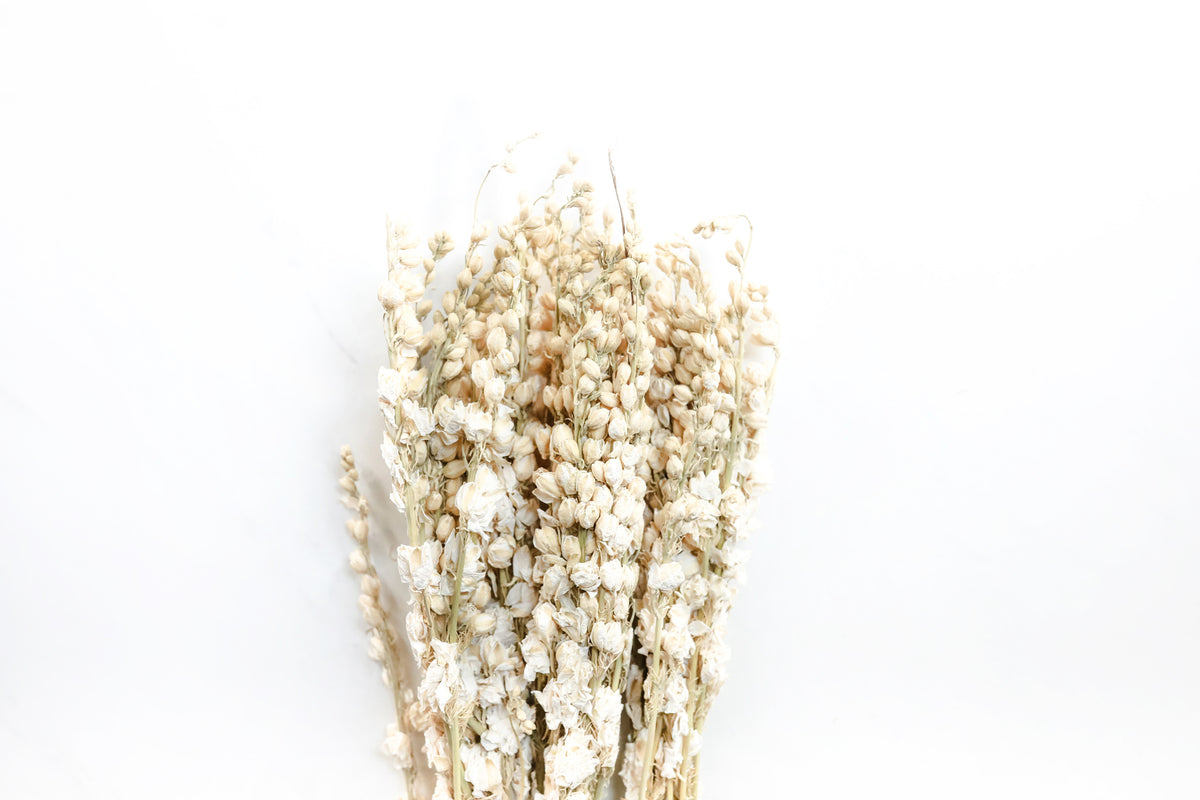 White Larkspur