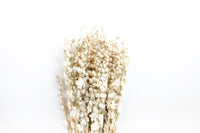 White Larkspur