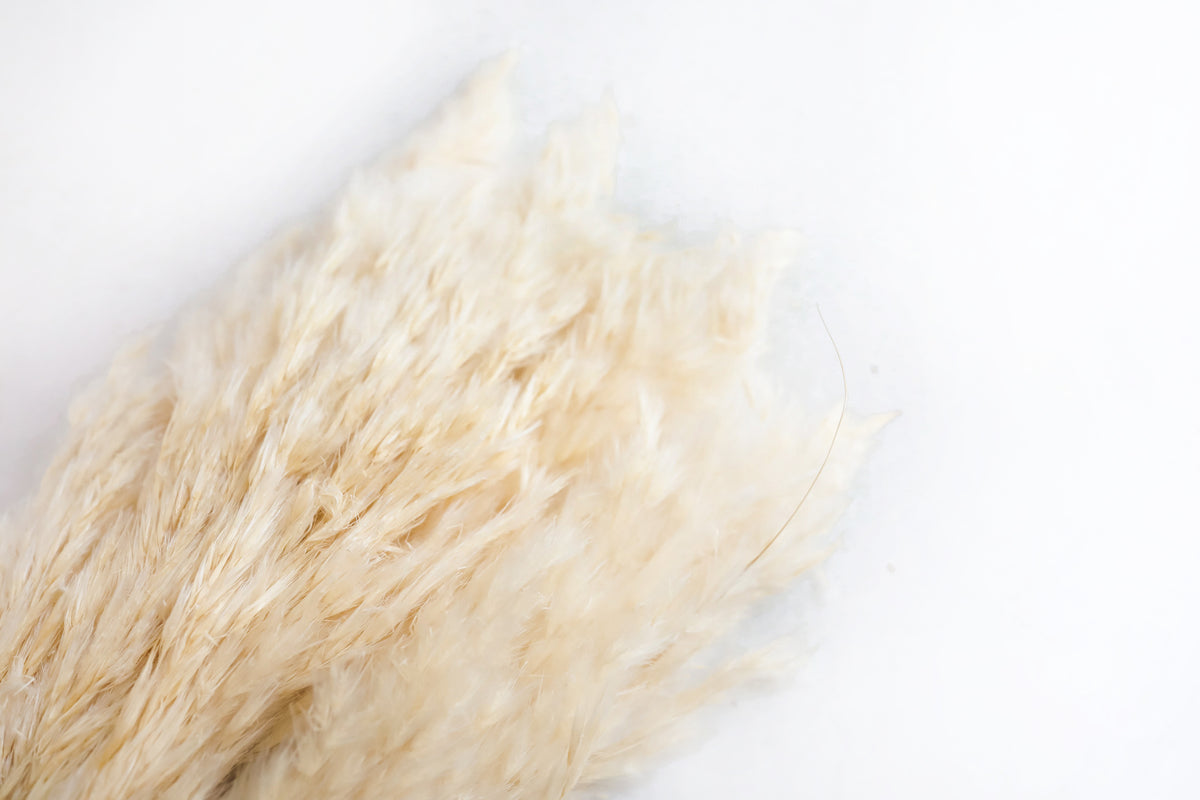 Skinny Tan Pampas Grass