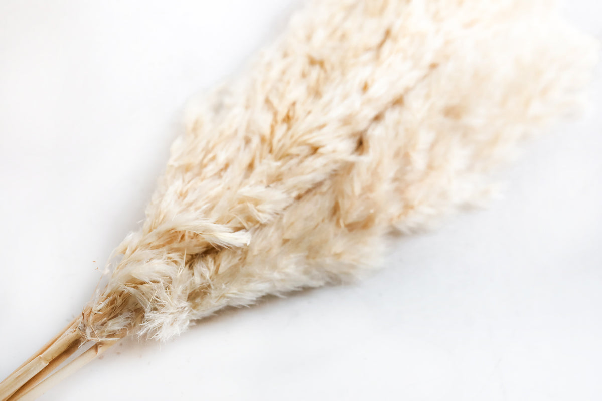 Skinny Tan Pampas Grass