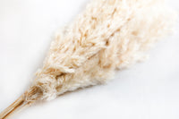 Skinny Tan Pampas Grass