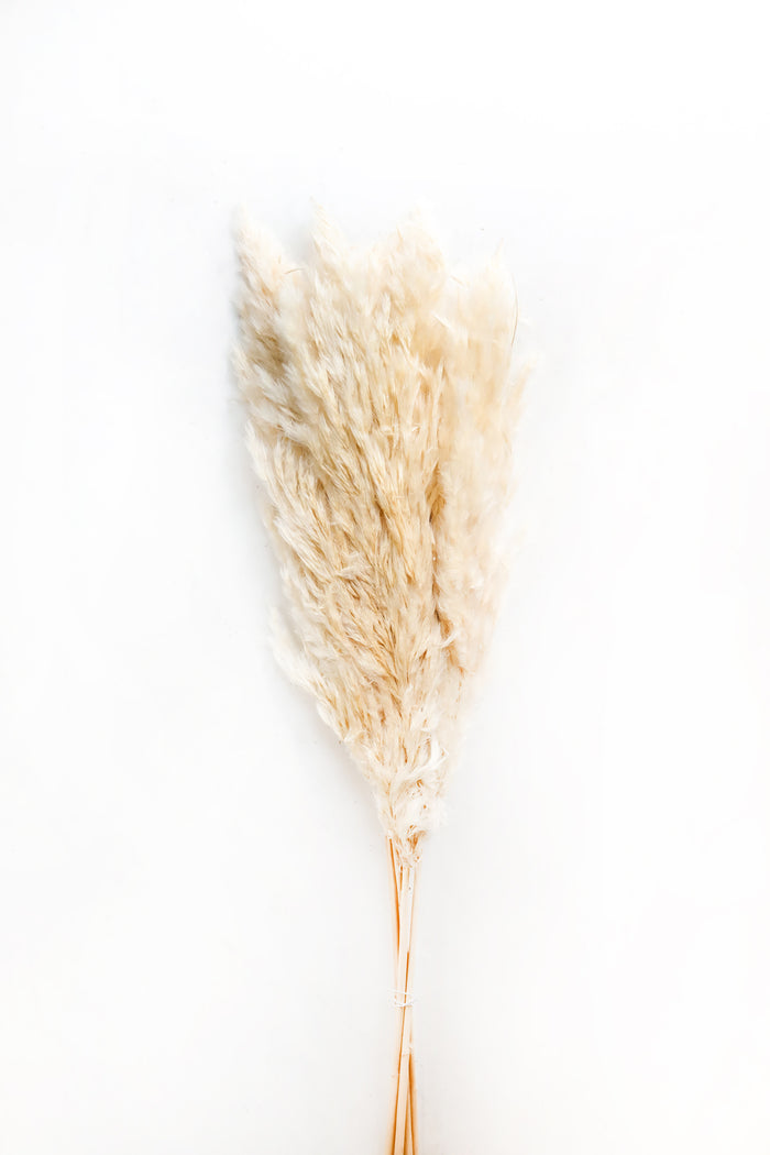 Skinny Tan Pampas Grass