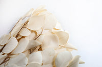 Bleached Silver Dollar Eucalyptus