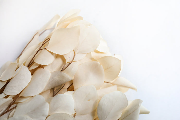 Bleached Silver Dollar Eucalyptus