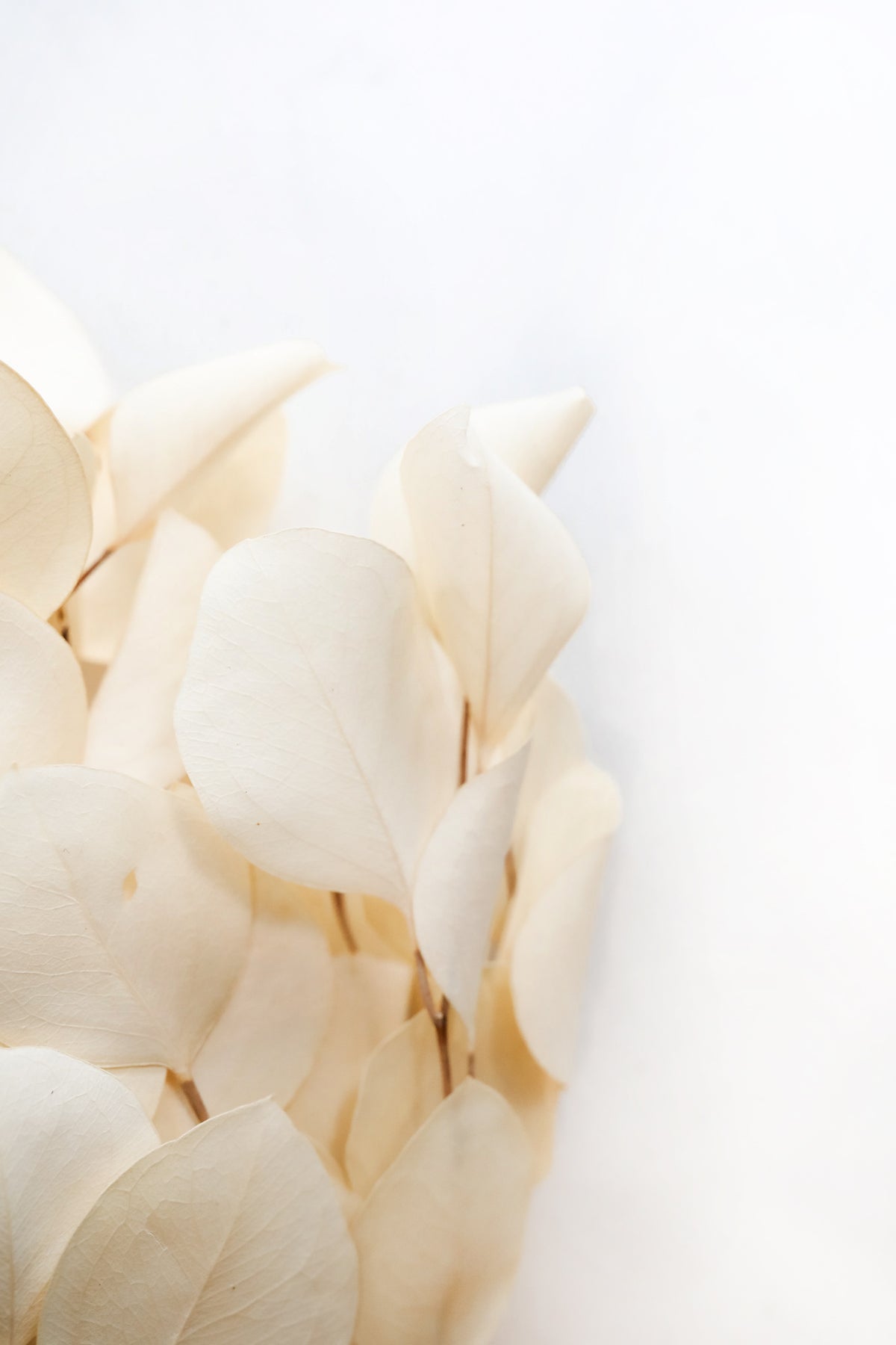 Bleached Silver Dollar Eucalyptus